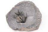 Spiny Ceratarges Trilobite - Zireg, Morocco #199007-5
